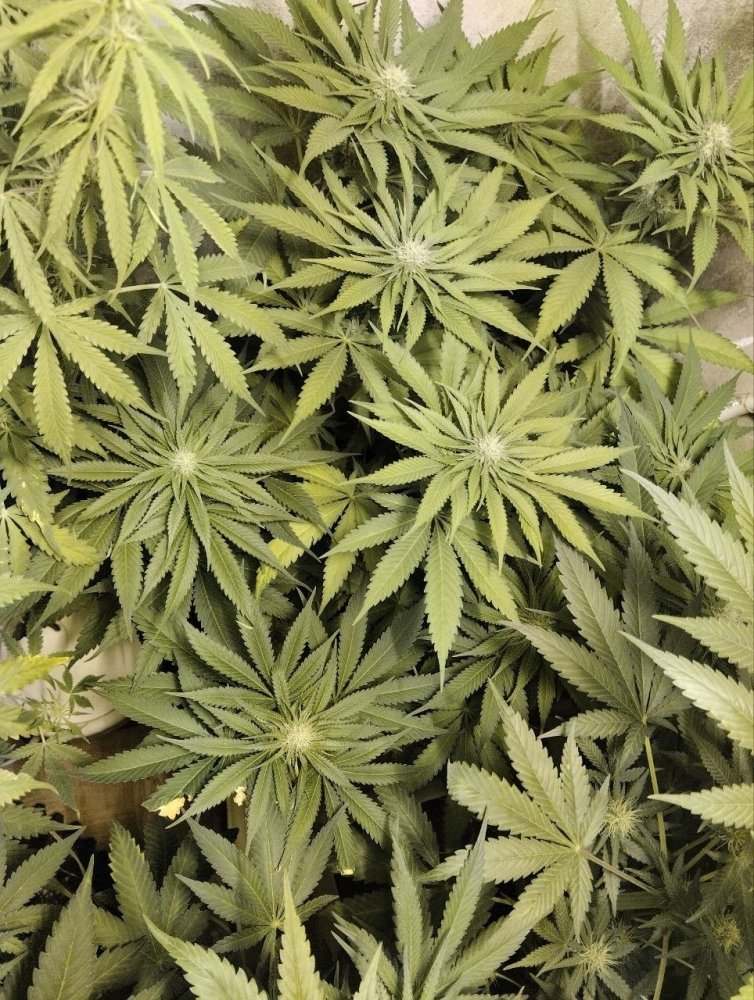 msg6903412120-116307.thumb.jpg.172581c2f5fcafed932101f458b6625c.jpg