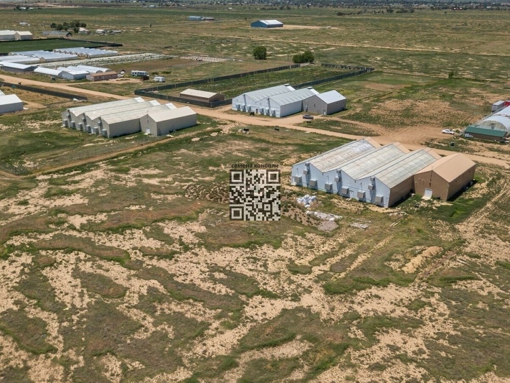 ordway-cannabis-farms-left.jpg