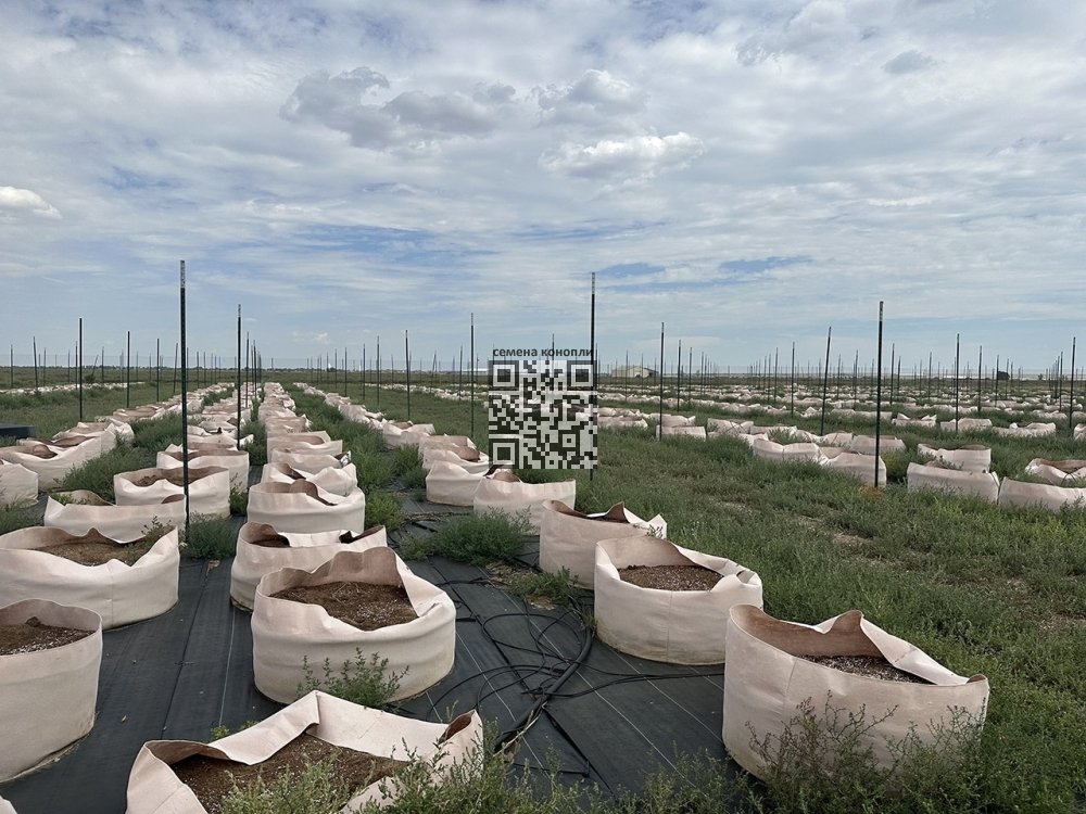 ordway-colorado-closed-cannabis.jpg