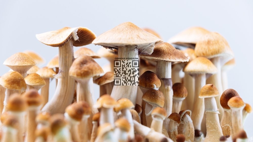 psilocybin-mushrooms-musk.jpg