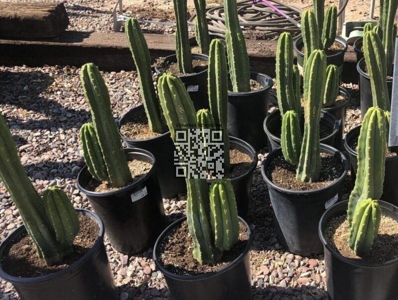 san-pedro-cacti.jpg
