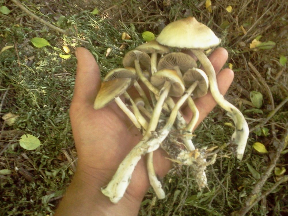 596f49b4e2f67_0134.jpg.a239d2703019e52a577cc2de7dde8ac2.thumb.jpg.ee1b89cb1075a287b65610ca3dffe301.jpg