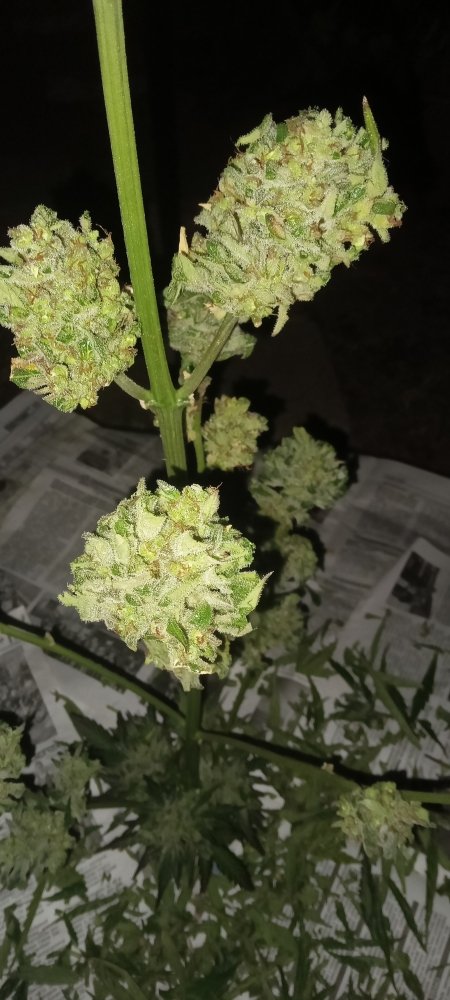 IMG20230921194137.jpg