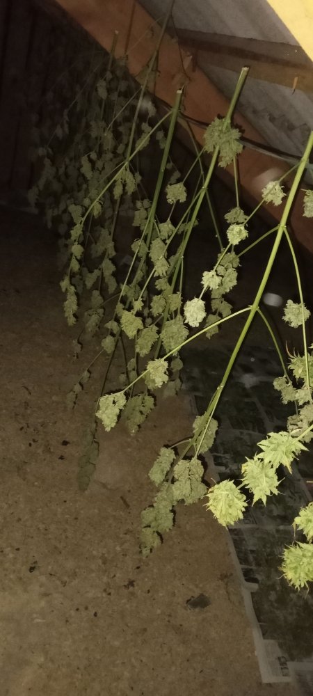 IMG20230925191921.jpg