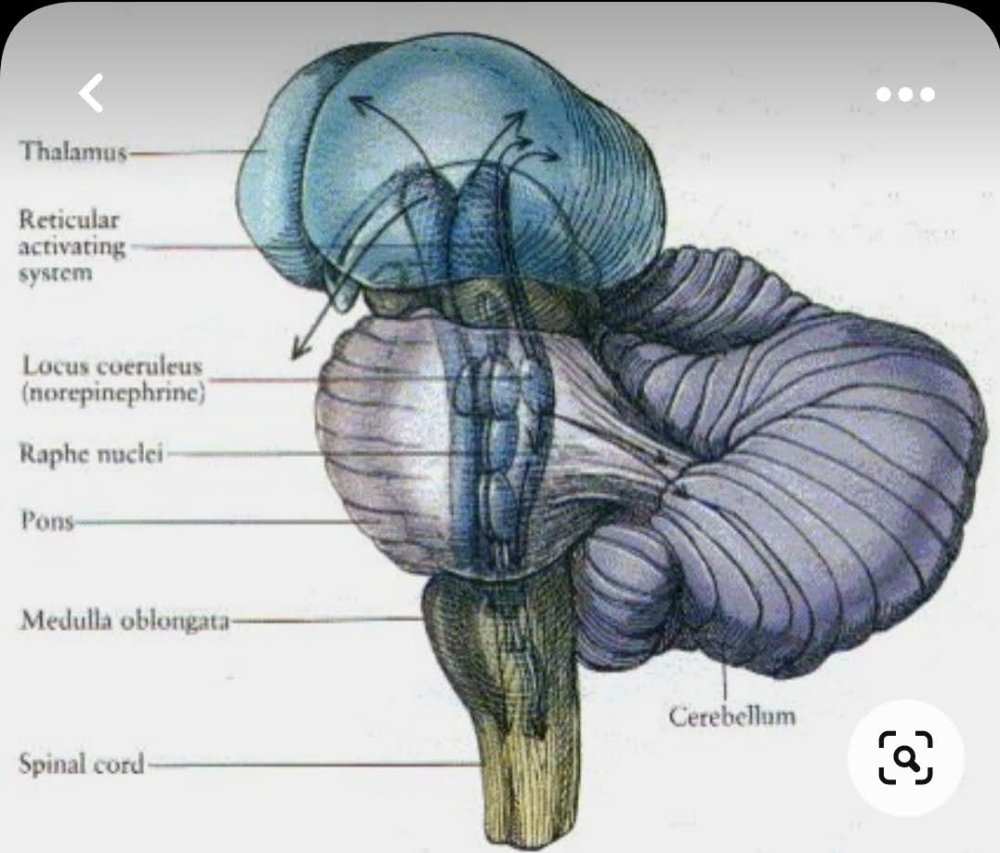Screenshot_20220819-110416_Pinterest.thumb.jpg.115d1ff1acf1034c0ee15cf01f108d4f.jpg