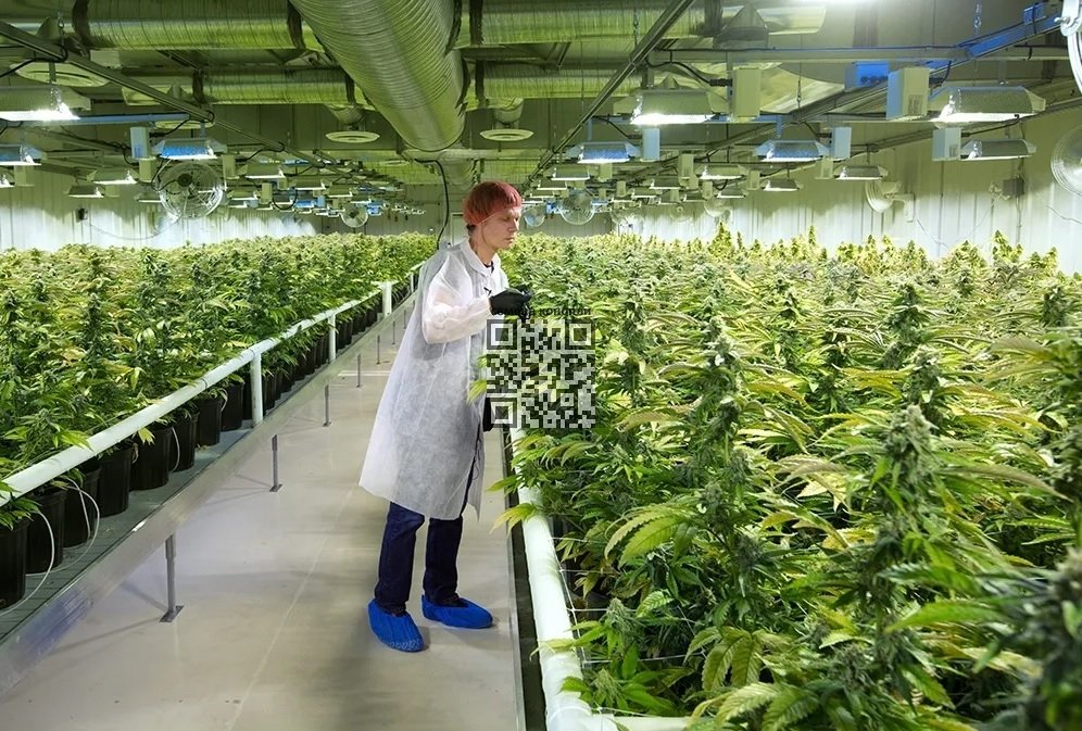 aurora-cannabis-farm.jpg