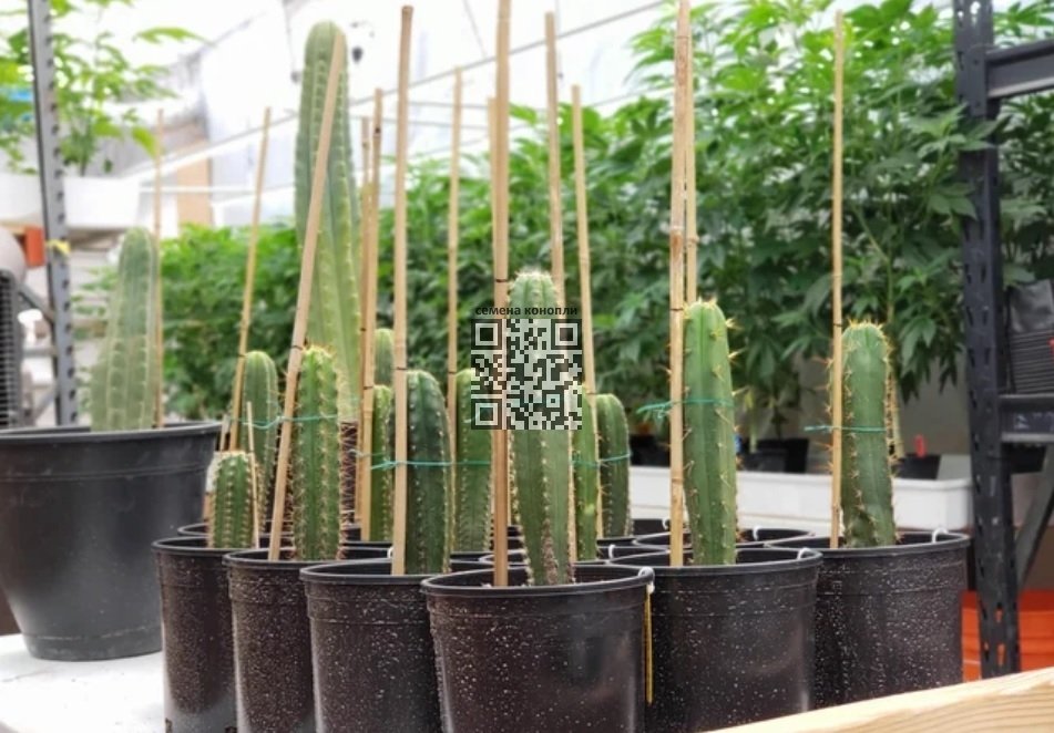 cacti-san-pedro.jpg