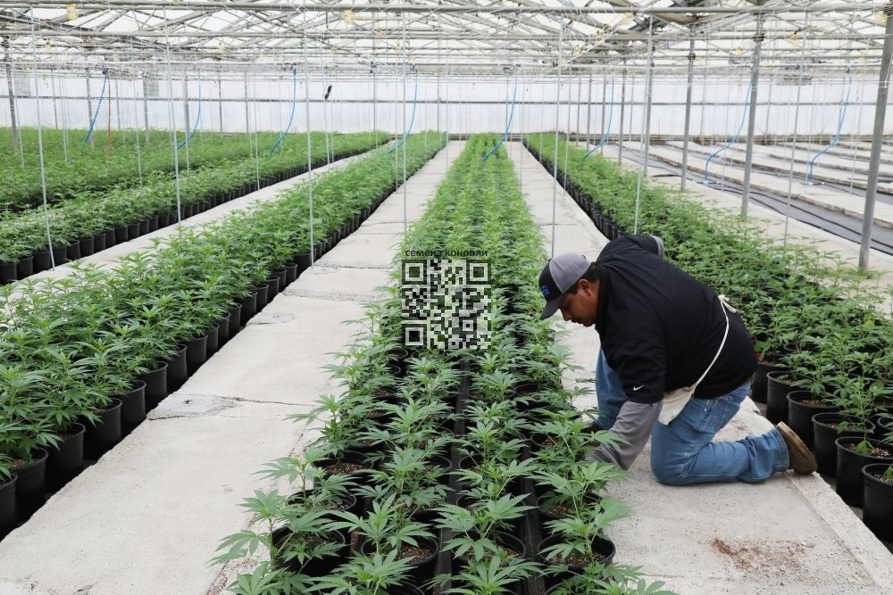 california-cannabis-grow.jpg