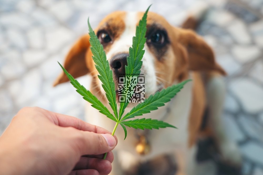 cannabis-dog.jpg