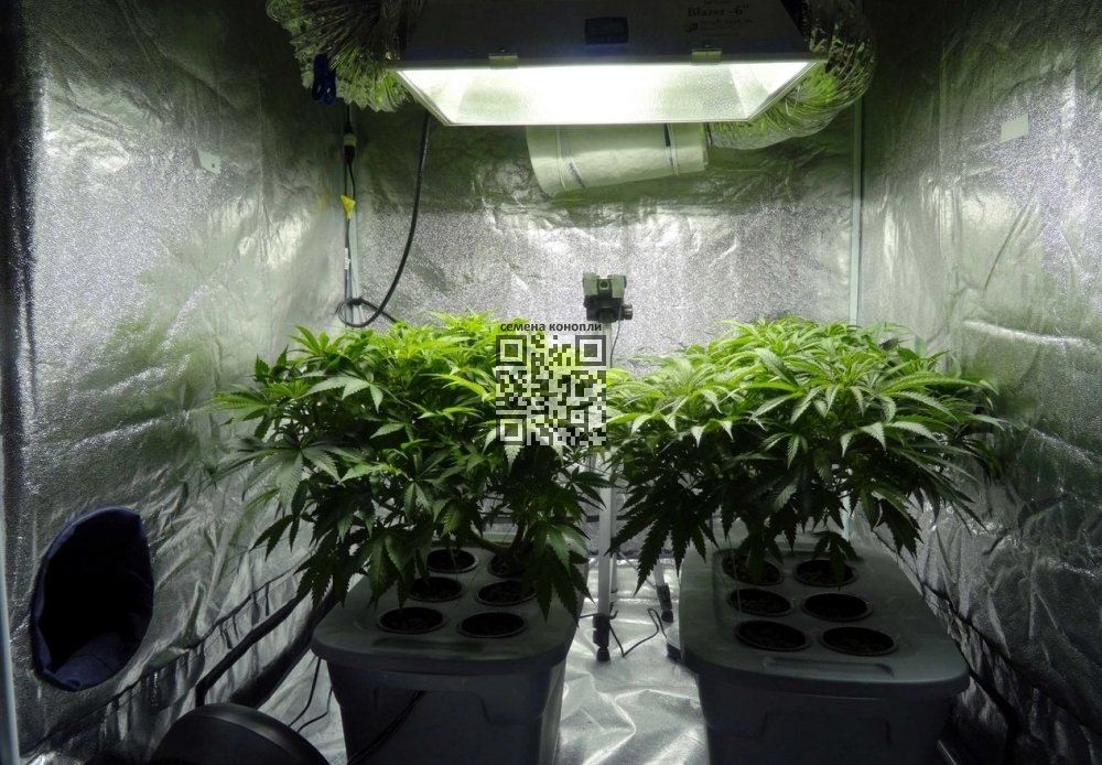 cannabis-grow-home.jpg