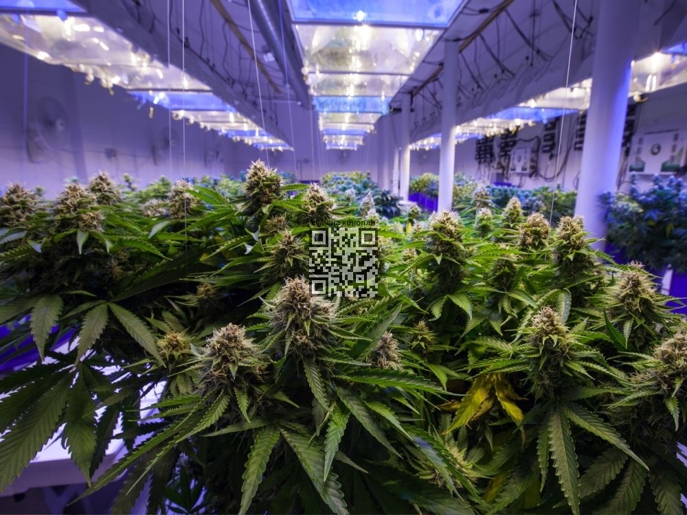 cannabis-grow.jpg