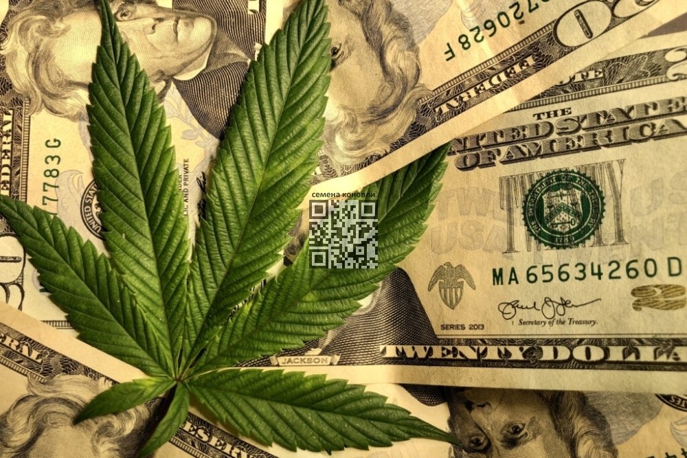 cannabis-money.jpeg
