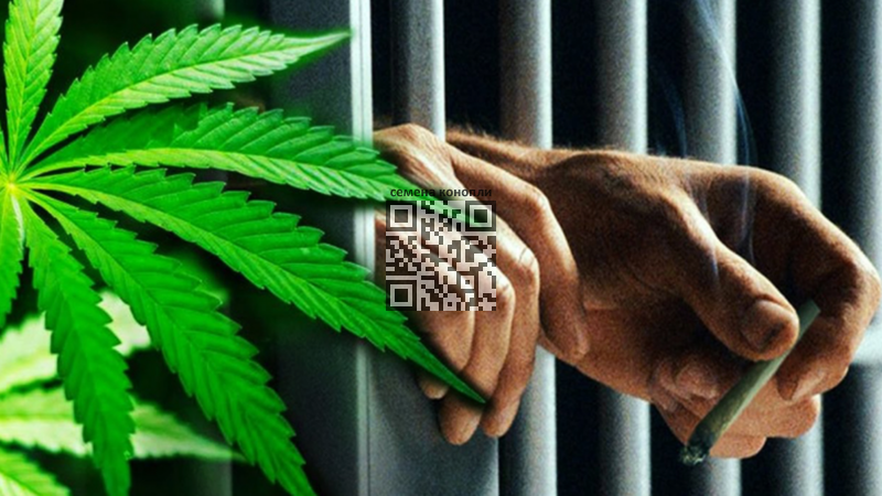 cannabis-prison.png
