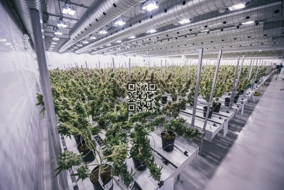 canopy-growth-cannabis-farm.jpg