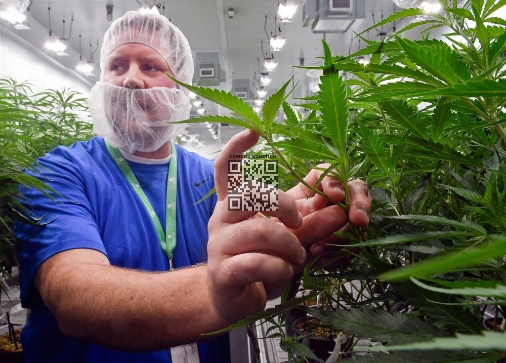 curaleaf-cannabis-farm.jpg