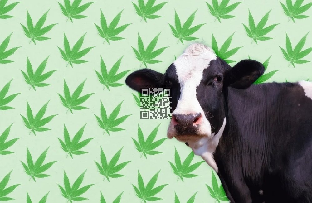 hemp-cows.jpg