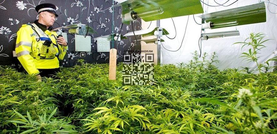illicit-cannabis-farm-uk.jpg