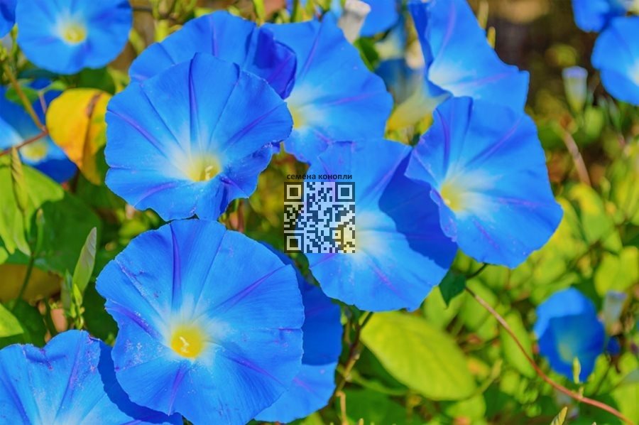 ipomoea-tricolor.jpg