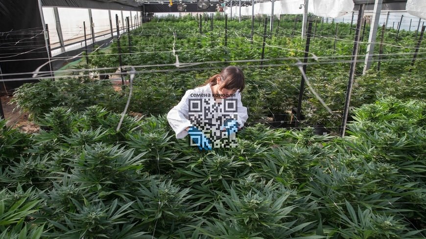 israel-cannabis-farm.jpg