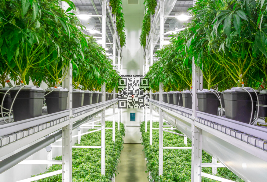 organigram-cannabis-farm.png