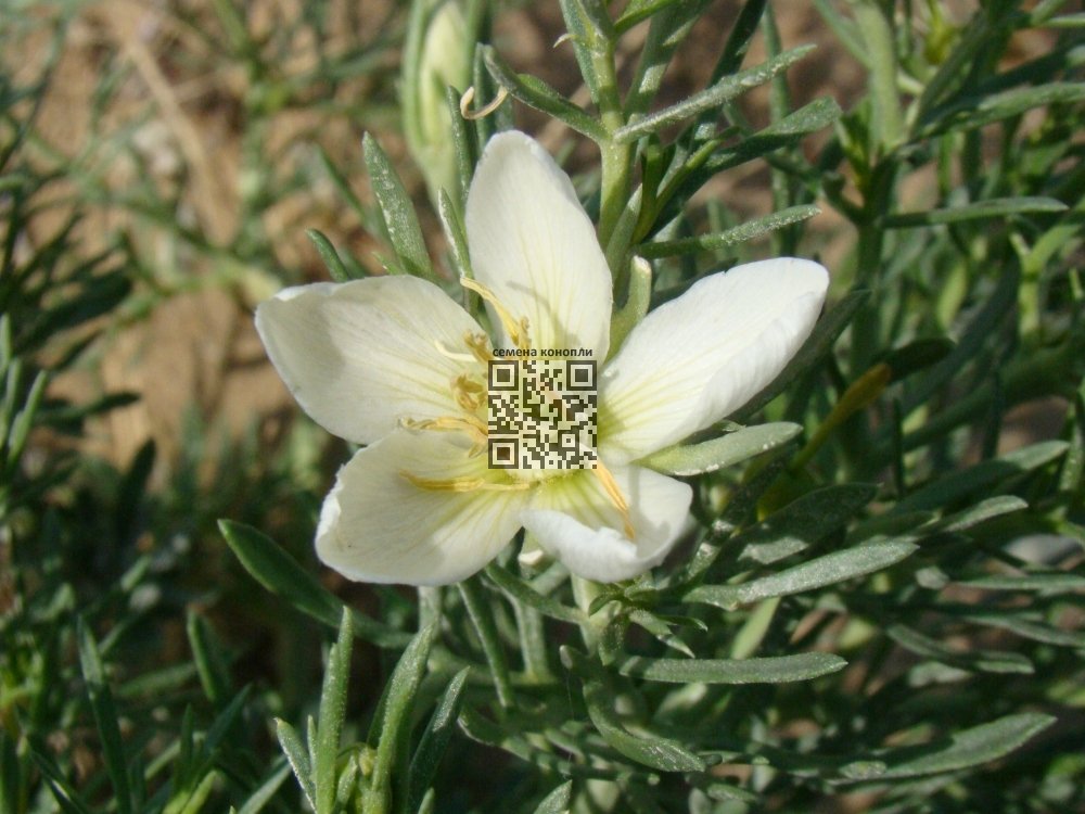 peganum.jpg