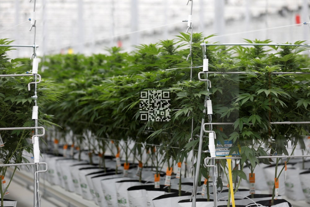 portugal-cannabis-farm.JPG