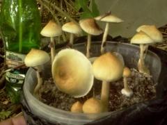 Галерея грибоводства