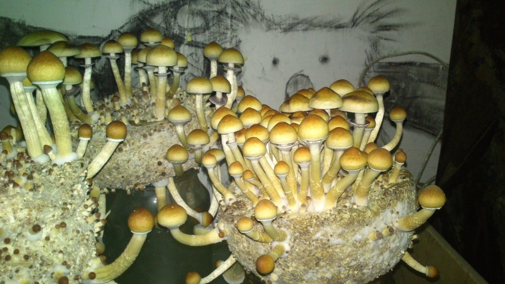 7-7.thumb.jpg.ca5e80ae6a7c89c86d7b0127fff7ef9e.jpg