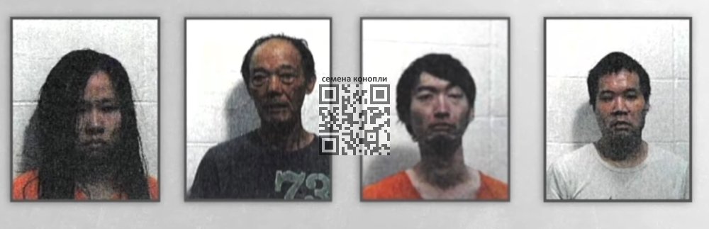 arrested-chinese-cannabis-growers.jpg
