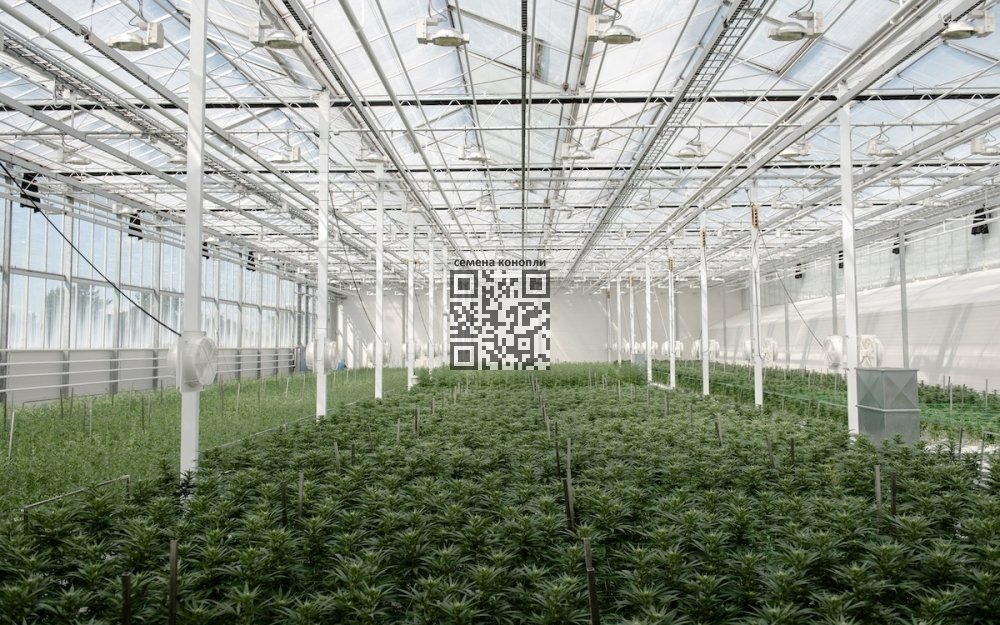 aurora-cannabis-farm.jpg