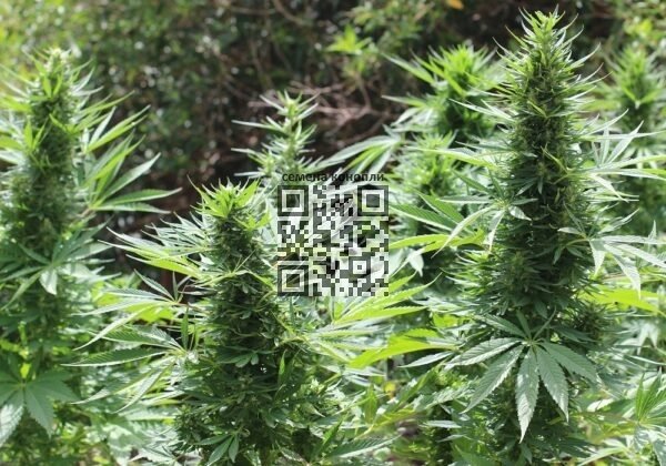 cannabis-beldia.jpg