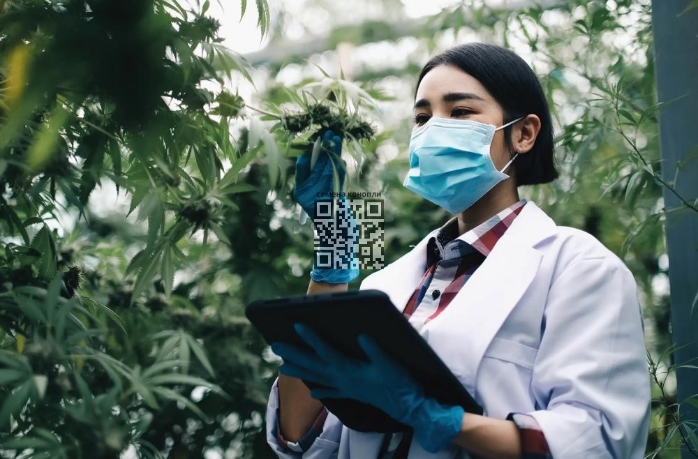 cannabis-doctor.jpg