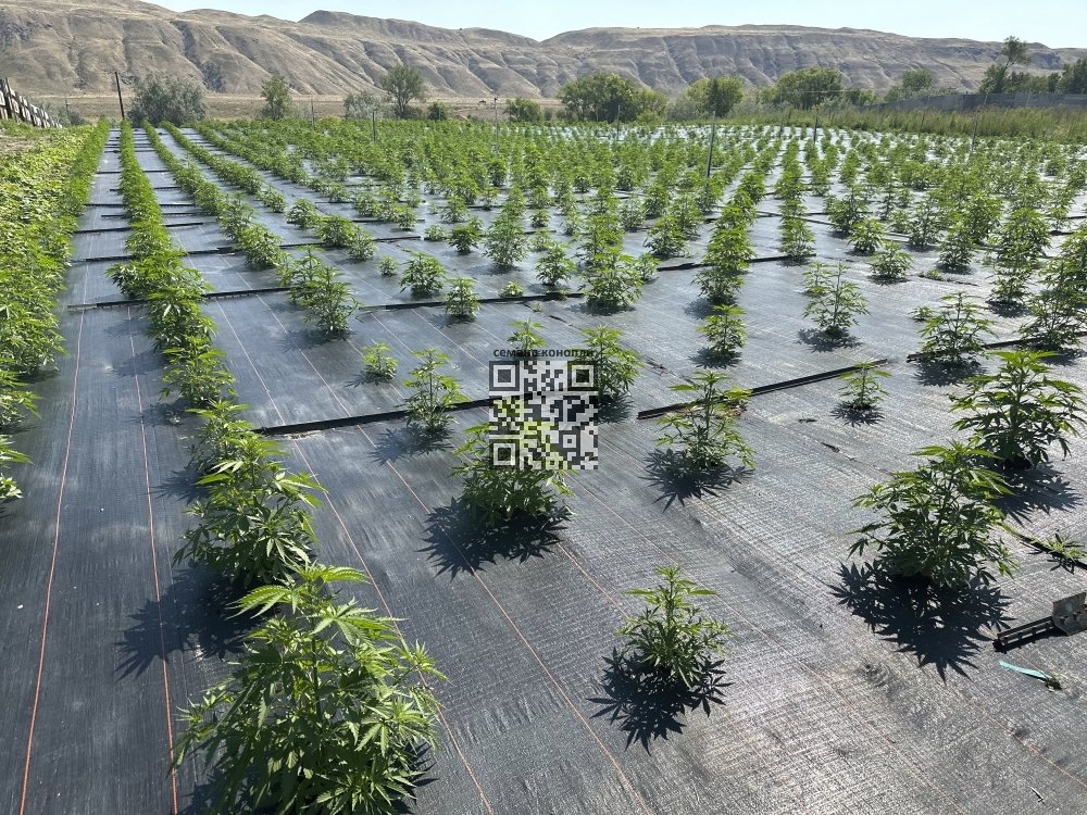 cannabis-farm-us.jpg