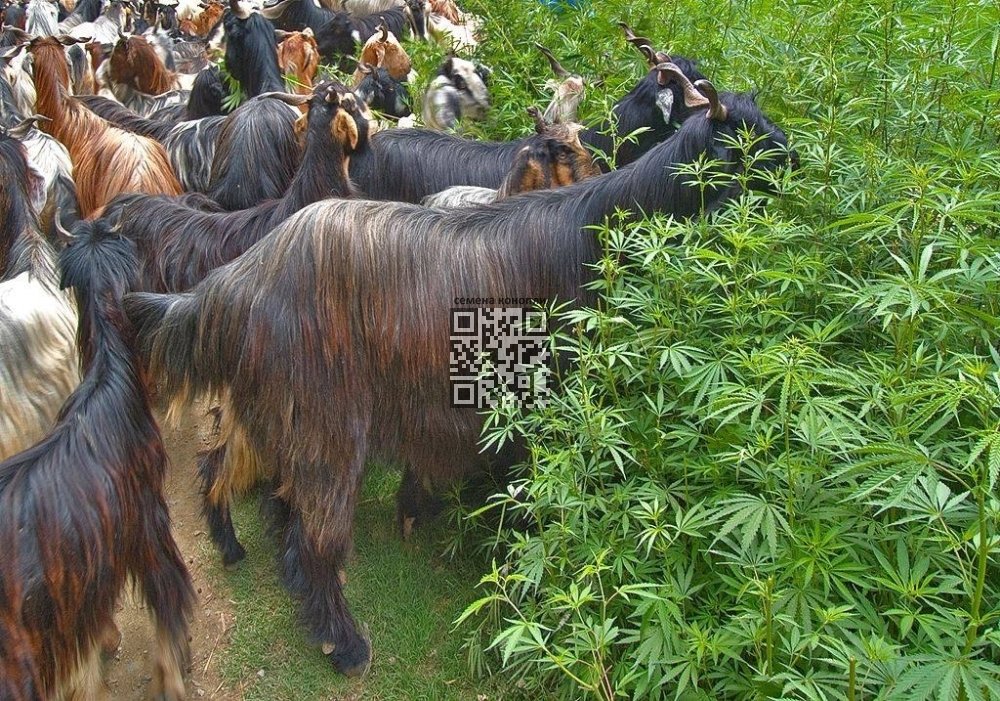 cannabis-goats.jpg