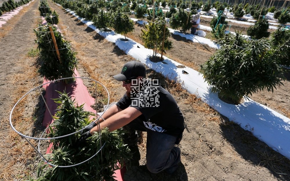 cannabis-grow-us.jpg