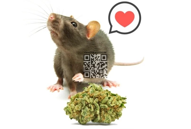 cannabis-rat.jpg