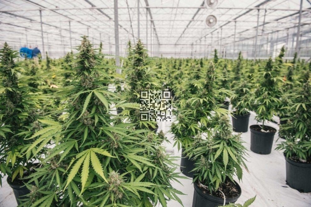 canopy-growth-cannabis-farm.jpg