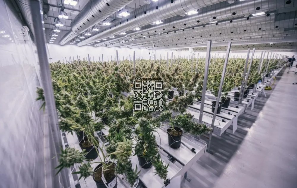 canopy-growth-cannabis-farm.jpg
