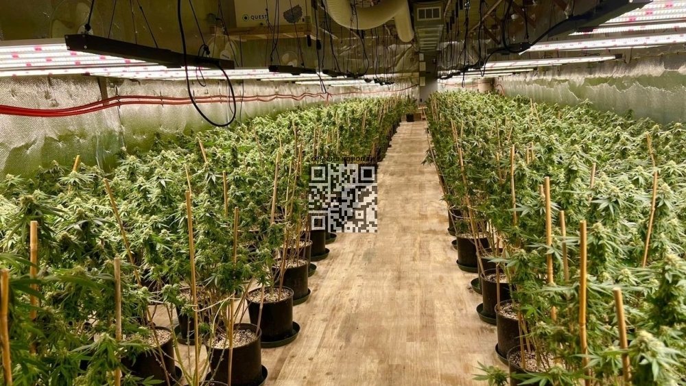 chinese-cannabis-farm-in-us.jpg