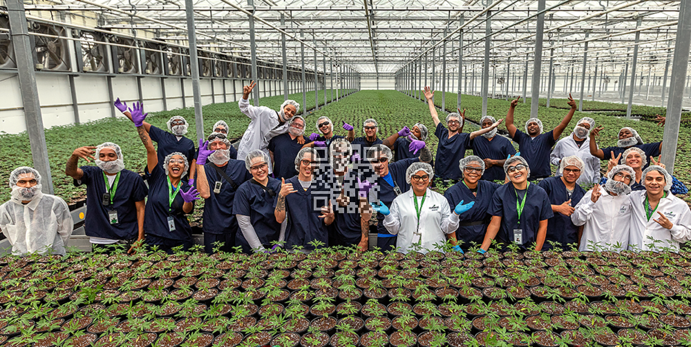 curaleaf-cannabis-farm.jpg
