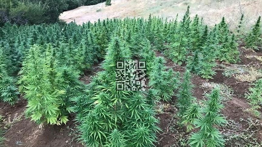 eswatini-cannabis-grow.jpg
