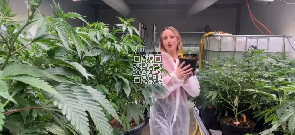 hollandse-hoogte-cannabis-farm.jpg