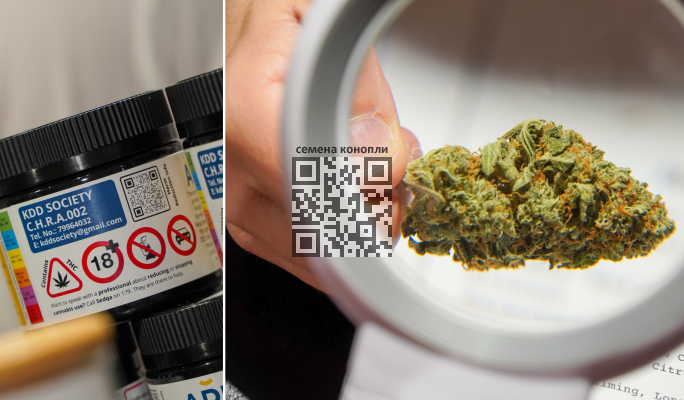 kdd-society-marijuana.png