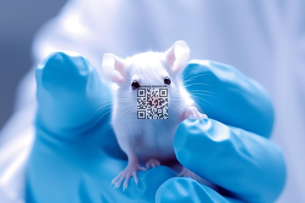 mouse-lab.jpeg