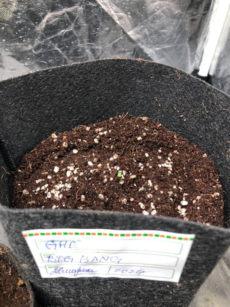photo_2024-03-29_14-57-02.thumb.jpg.61e707be46fff22961fdcf3ba20f8434.jpg