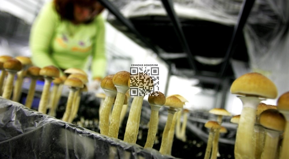 psilocybin-mushrooms-grow.jpg