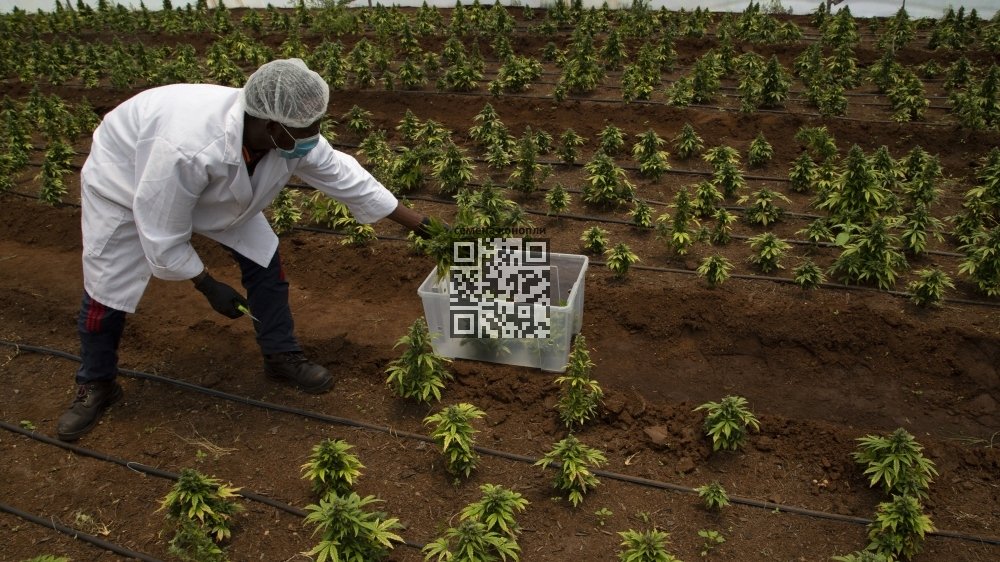 sa-cannabis-farm.jpg