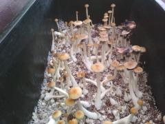 Галерея грибоводства