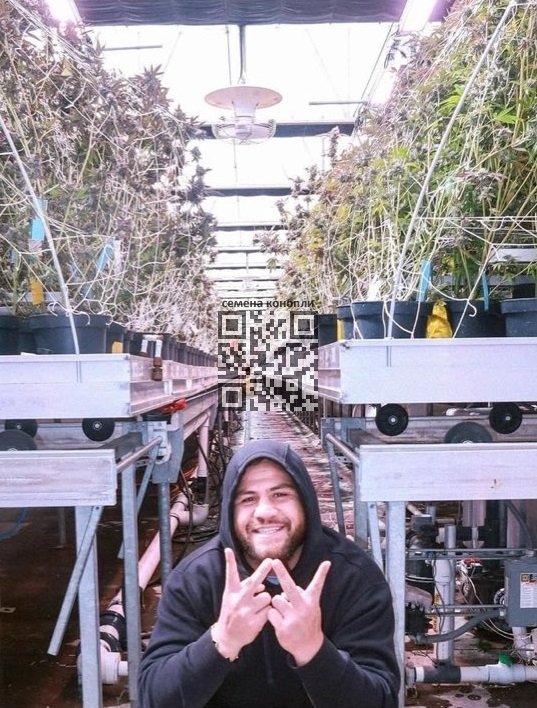tuivasa-cannabis-farm.jpg