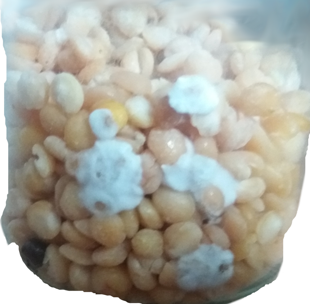1.thumb.png.91689685255314908c6efadea41fe829.png